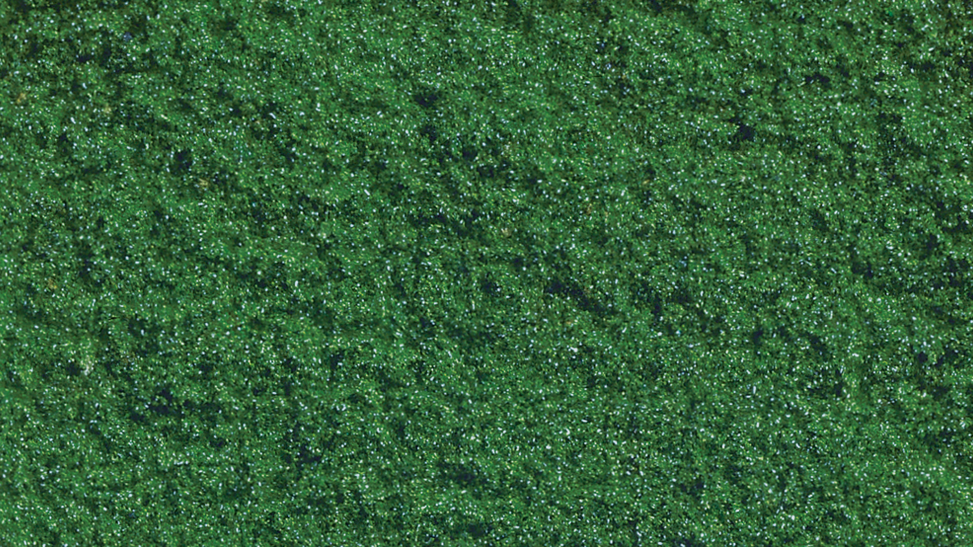 NOCH 07204 - Flockage