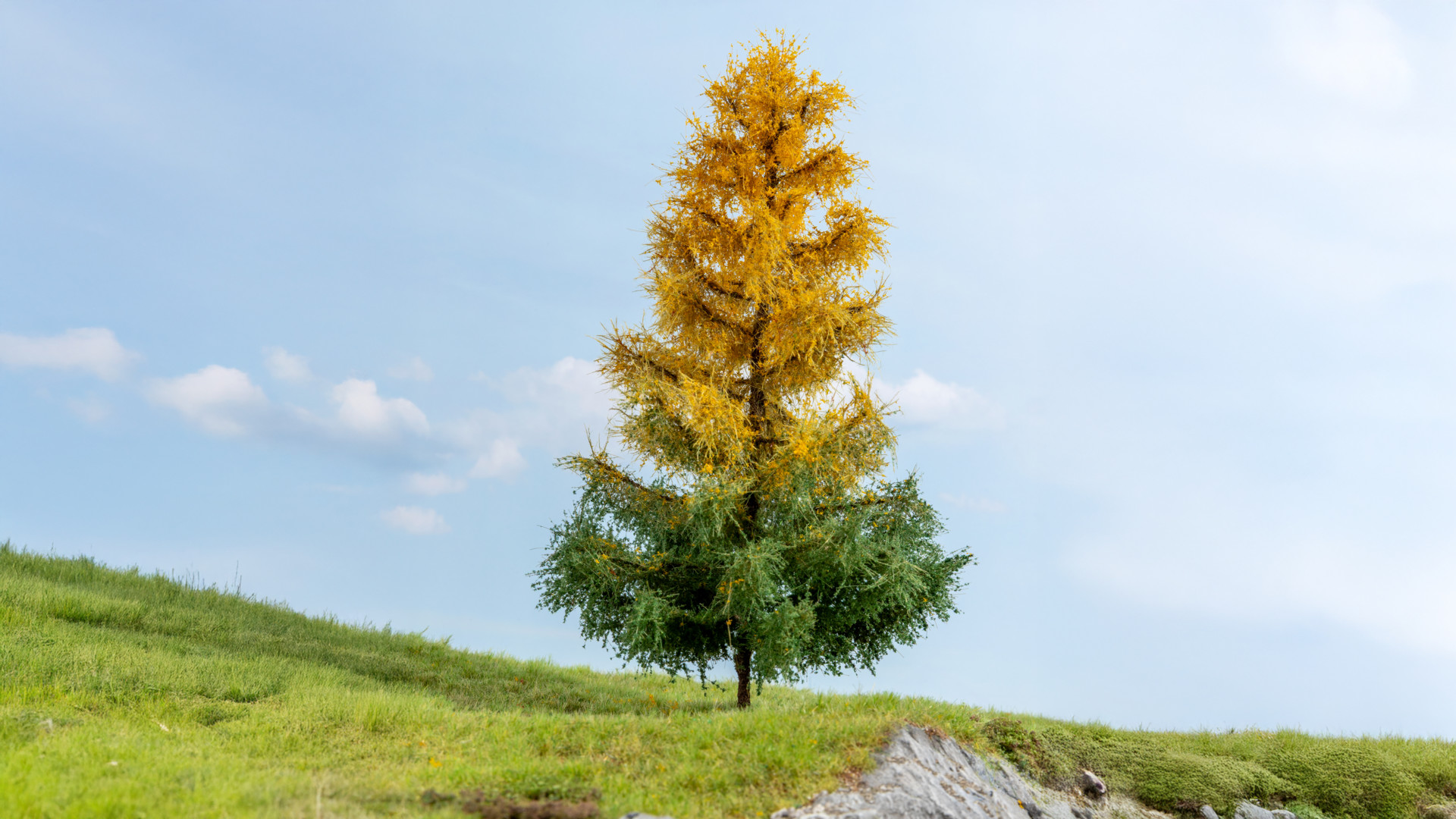 NOCH 20168 - Larch, autumnal