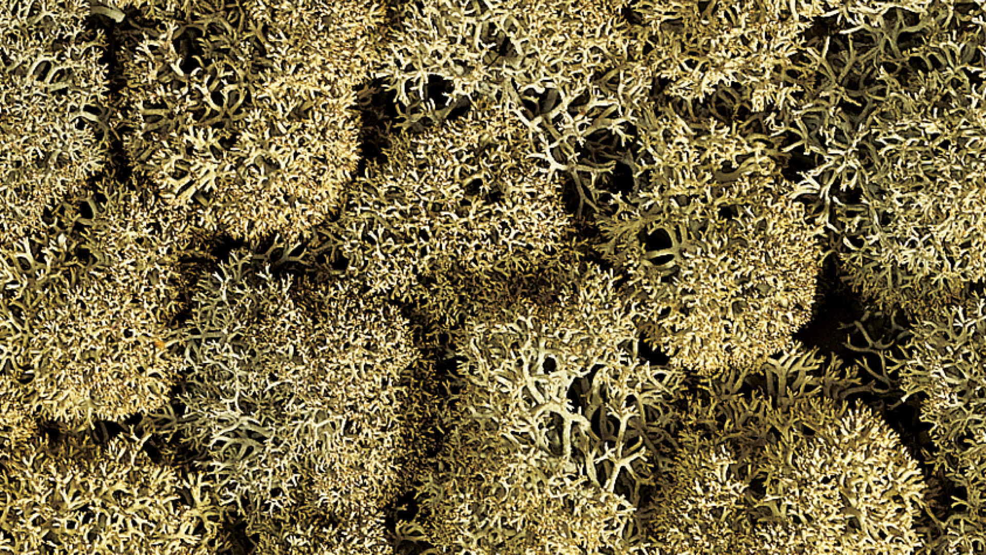 NOCH 08600 - Decorative moss