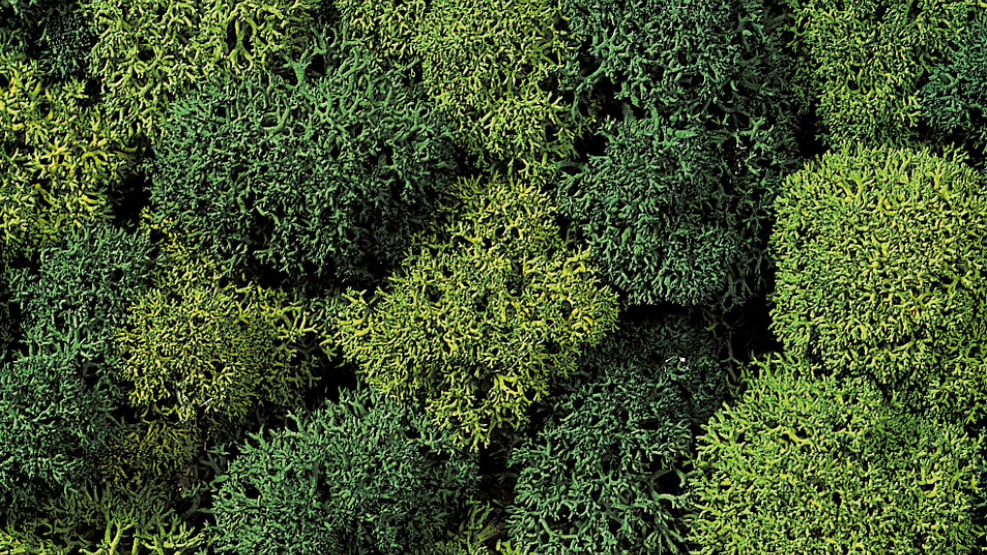 NOCH 08610 - Decorative moss