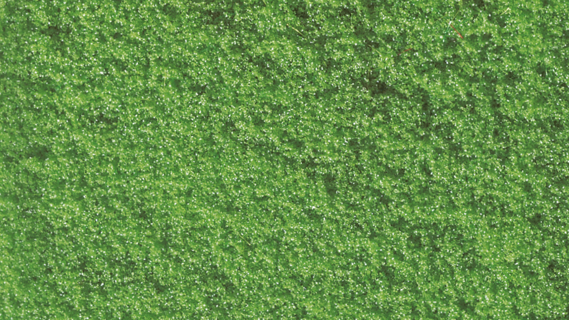 NOCH 07202 - Flockage