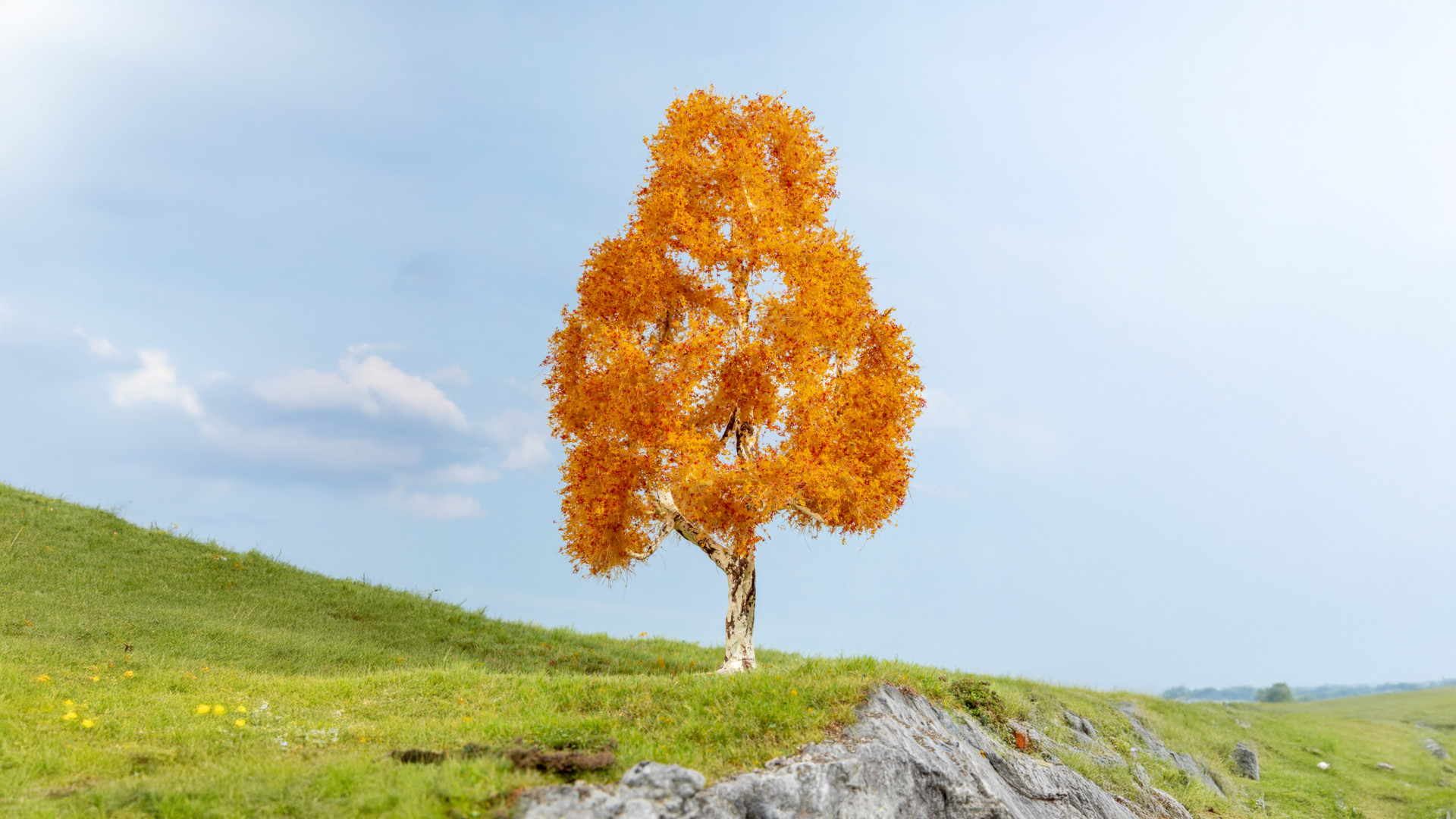 NOCH 20129 - Birch, autumnal