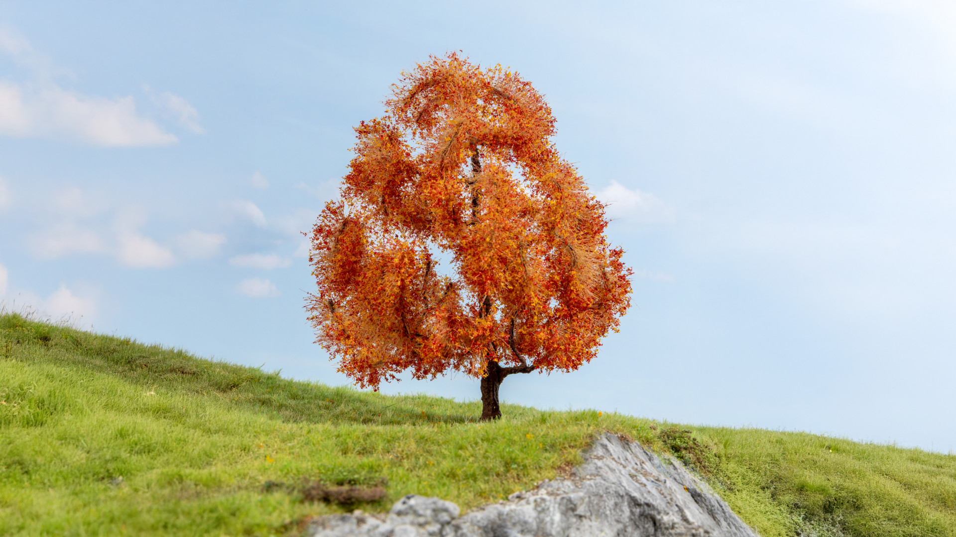 NOCH 20155 - Maple, autumnal