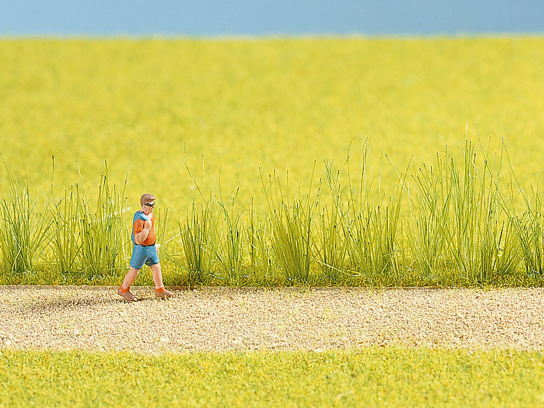 NOCH 07060 - Reed grass assortment