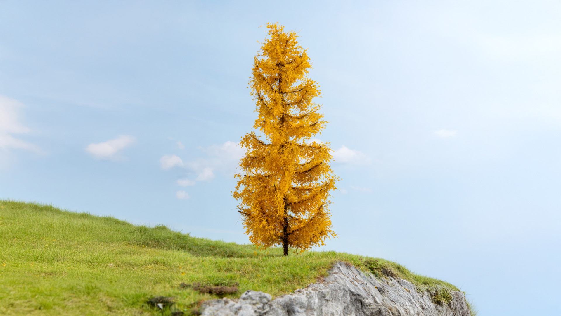 NOCH 20169 - Larch, autumnal