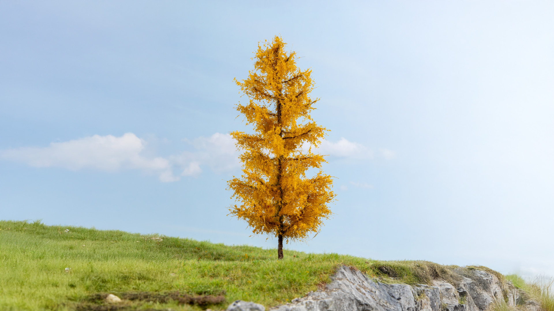 NOCH 20167 - Larch, autumnal
