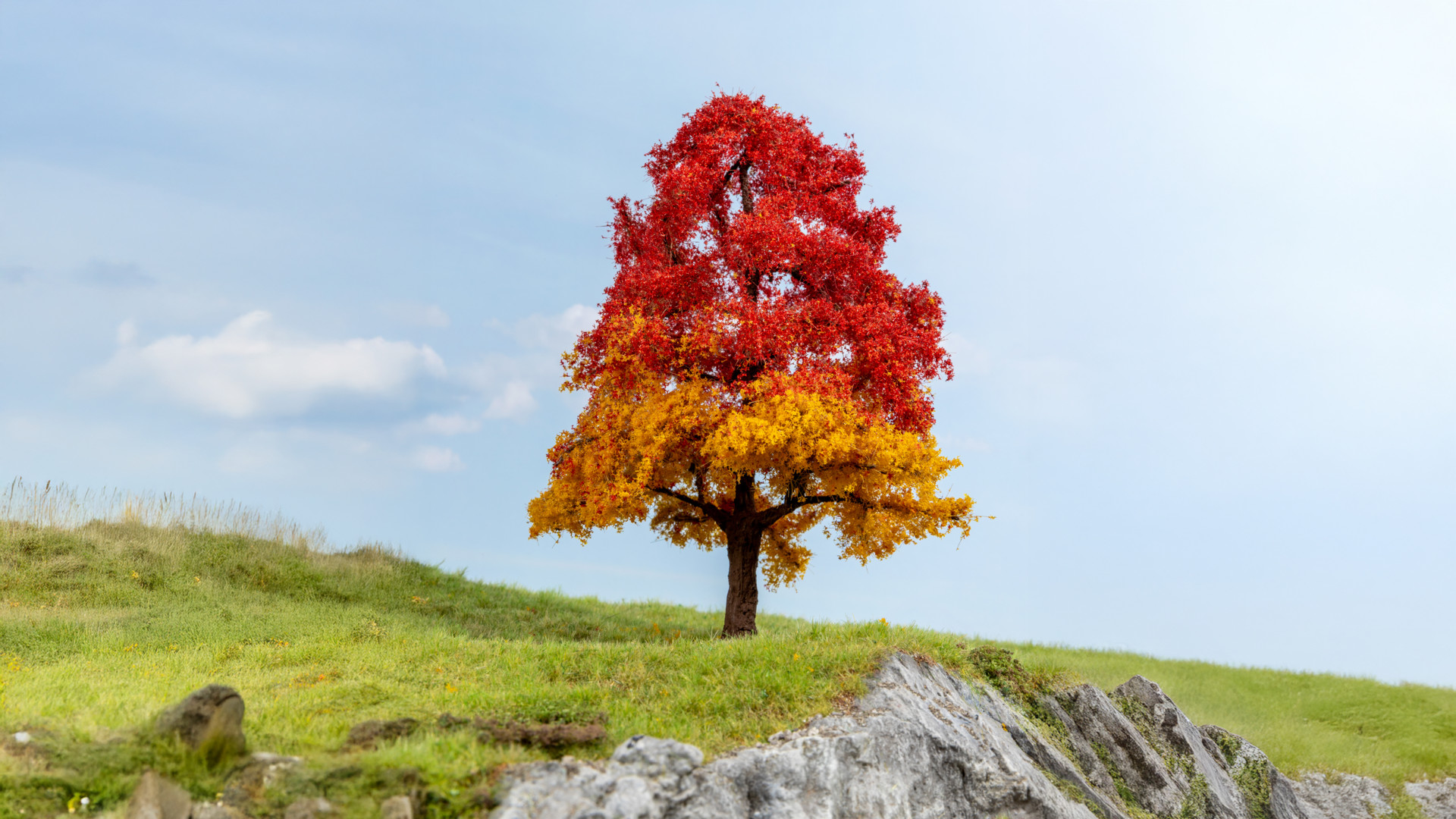NOCH 20114 - Oak, autumnal