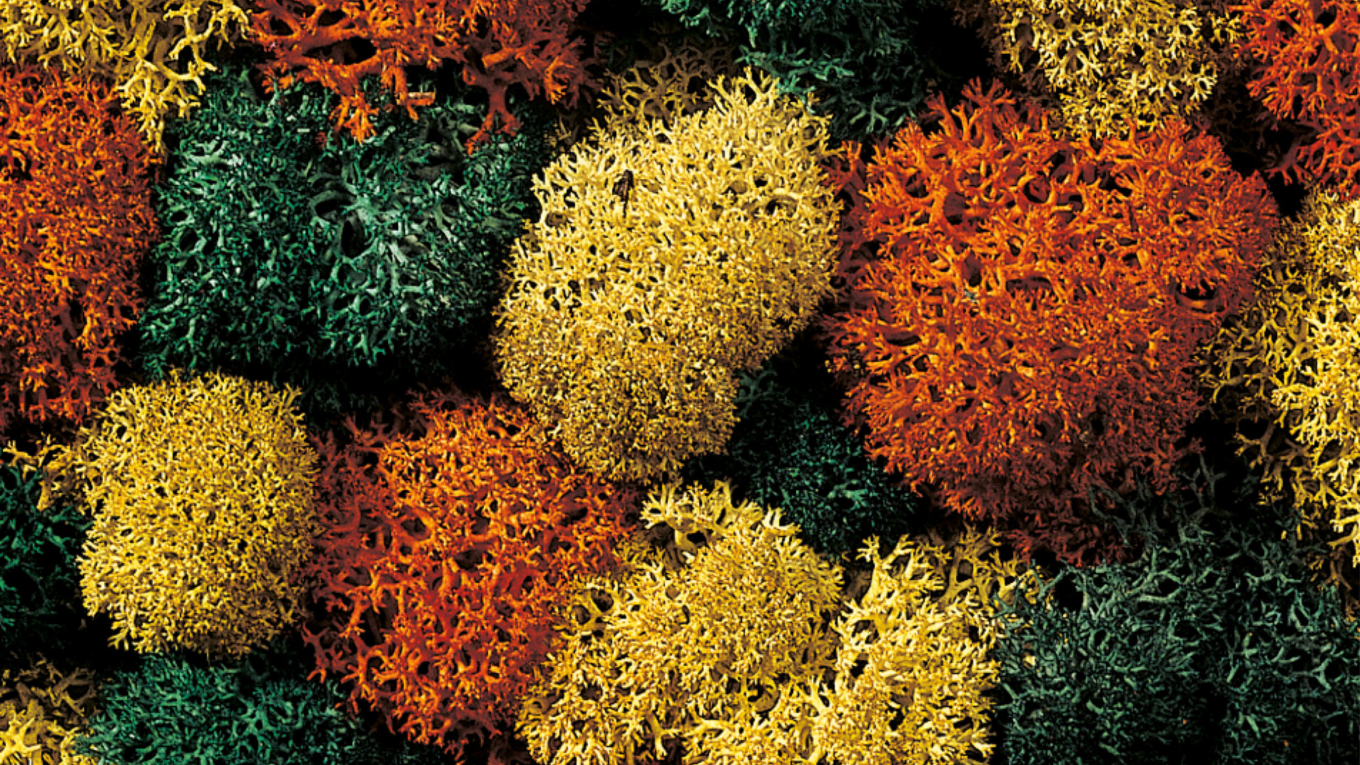 NOCH 08630 - Decorative moss